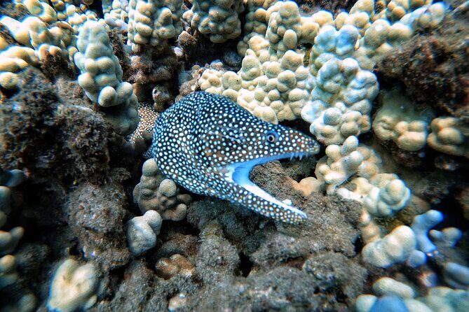 Scuba Diving in Maui with No Experience Needed - Is This Tour Right for You?