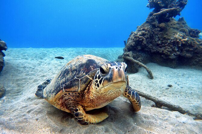 Scuba Diving in Maui with No Experience Needed - FAQ