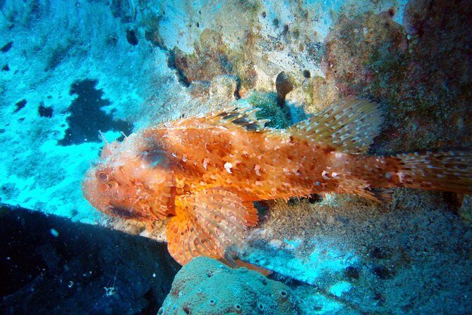 Scuba Diving in Naxos by Bluefindivers - Dive in Greece - Amazing Diving Spots - Who Should Consider This Tour?