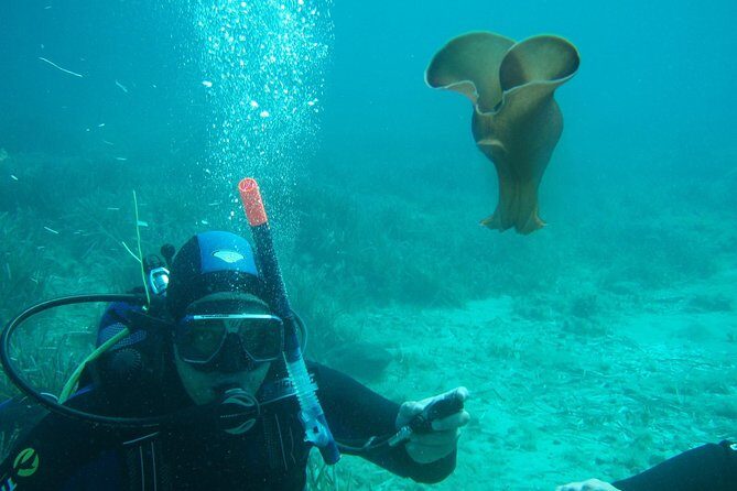 Scuba Diving in Naxos by Bluefindivers - Dive in Greece - Amazing Diving Spots - FAQ