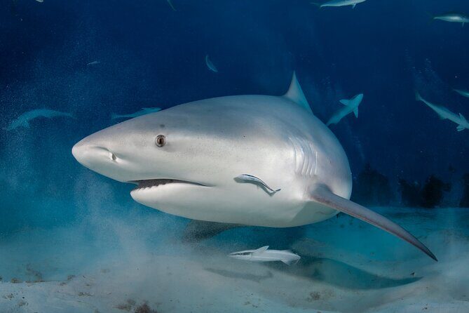 Scuba Diving in Playa del Carmen for Small Groups - Why This Tour Stands Out