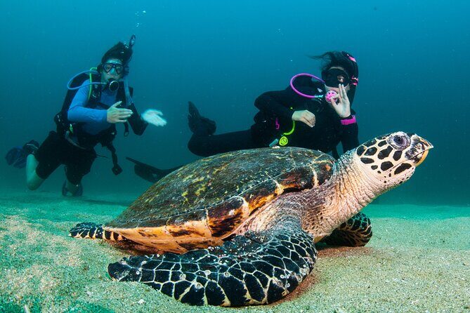 Scuba Diving Puerto Vallarta Undersea Arcos or Marietas - Who Is This Tour Best For?