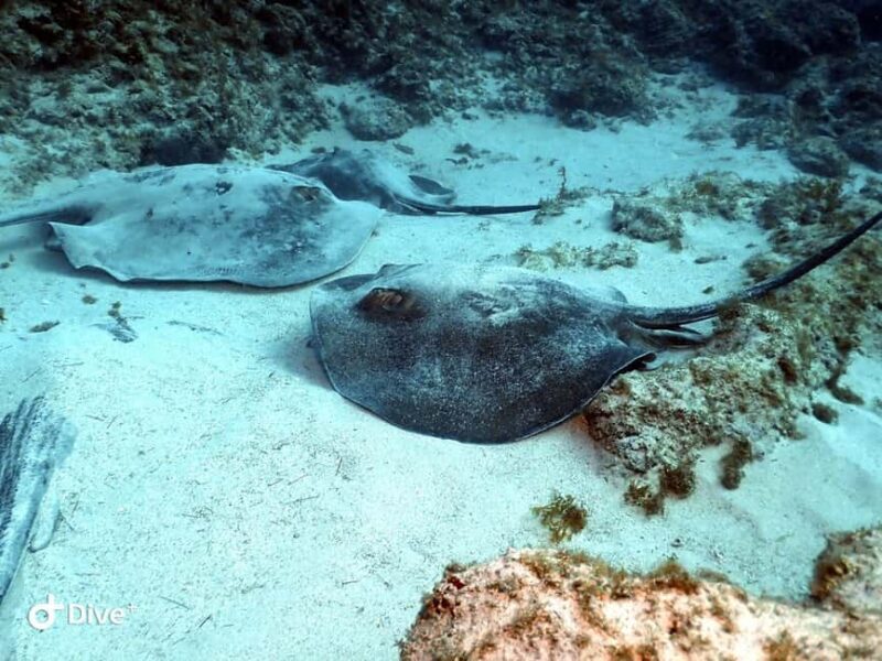 Scuba Diving trips for Certified Divers in Tenerife - The Itinerary and What to Expect