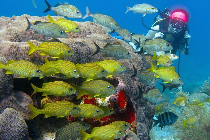 Scuba Diving Under Water Museum and Reef for beginners - Considerations and Potential Drawbacks