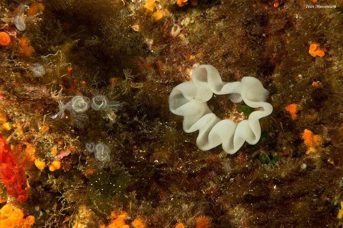 Scuba Experience - FAQ