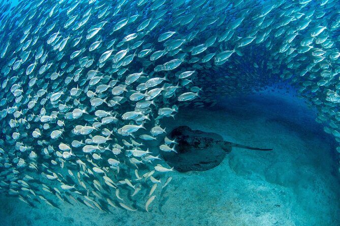 Scuba Experience in Tenerife with Guide - Who Should Consider This Tour?