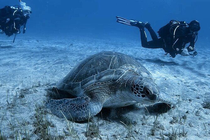 Scuba Experience in Tenerife with Guide - FAQ