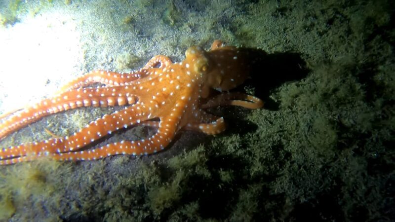 Scuba Night Dive for certified divers in Tenerife - Why Choose a Night Dive in Tenerife?