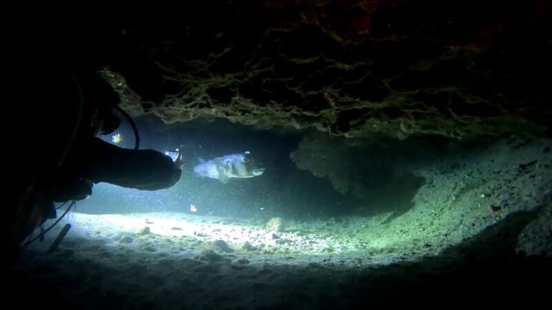 Scuba Night Dive for certified divers in Tenerife - What to Expect on the Tour