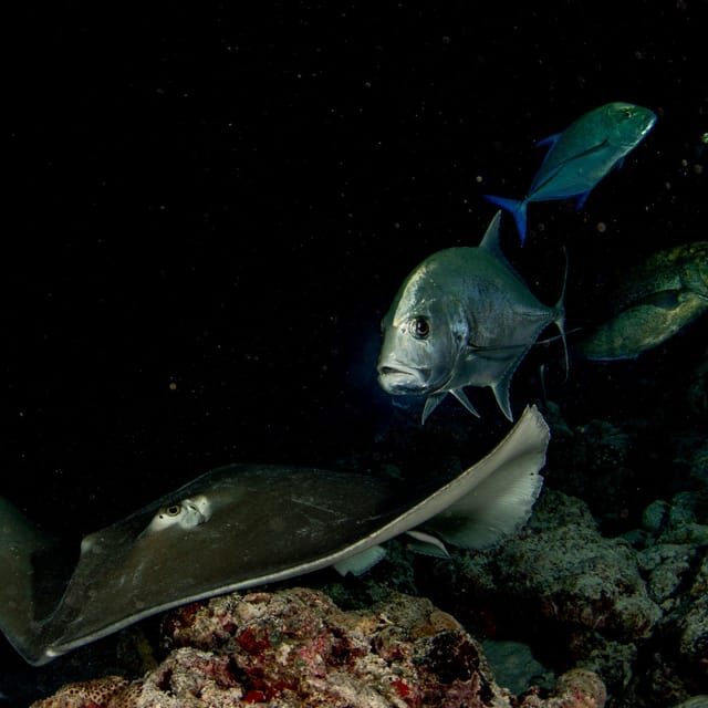 Scuba Night Dive for certified divers in Tenerife - Who Will Love This Experience?