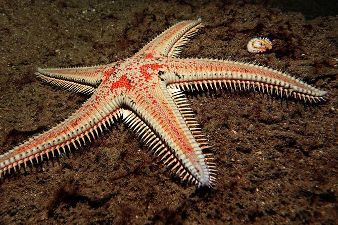 Scuba Night Dive on Tenerife - Who Should Consider This Night Dive?