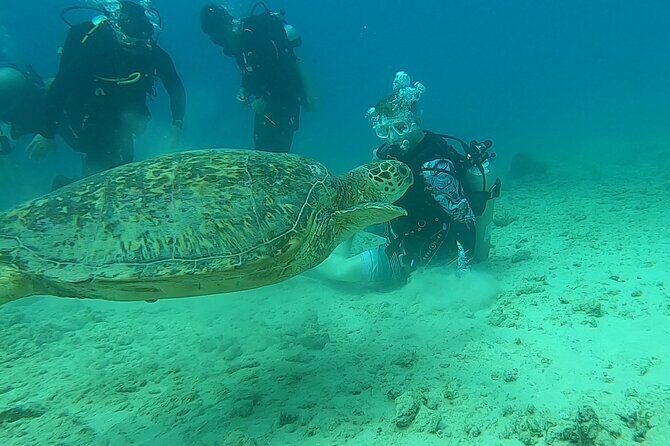 Scuba Reef Dive in Waikiki with One Tank - FAQs