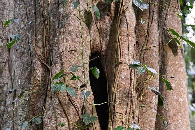 Sea Acres National Park: Aboriginal cultural tour - The Value of the Tour