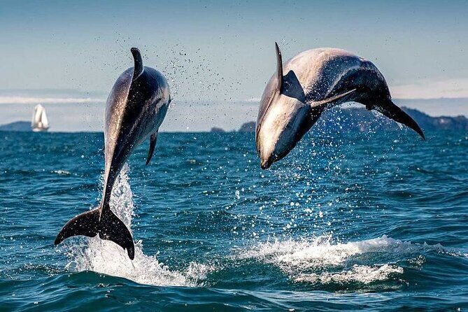 Sea Cave Adventures in Whitianga - Who Is This Tour Best For?