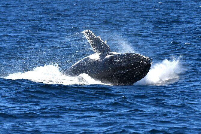 Sea Cliff Bridge, Kiama Blowhole, Beaches & Wildlife Small Group - What the Reviews Say