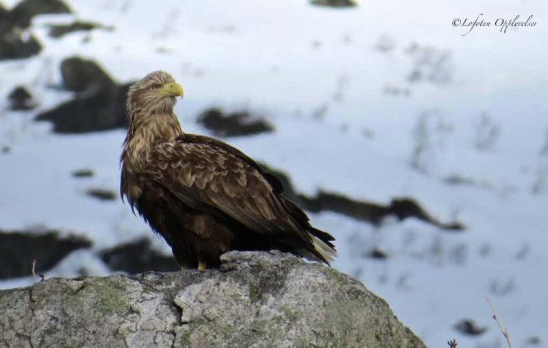 Sea Eagle/Nature Safari - Key Points