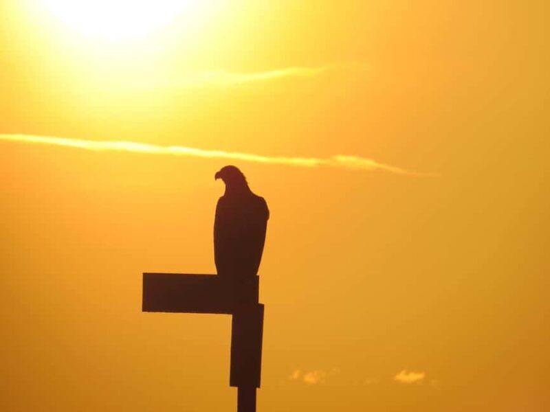 Sea Eagle/Nature Safari - Who Is This Tour Best For?