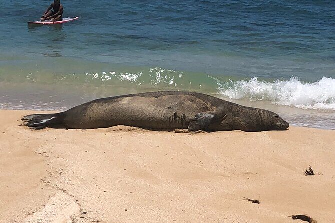 Sea / Eat & See The North Shore - Key Points