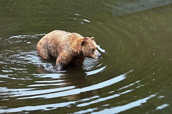 Sea it All -Private Sitka Wildlife LAND & SEA COMBO for 6 w/meal - A Closer Look at the Itinerary