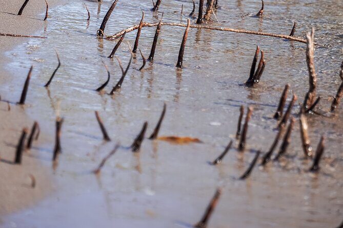 Sea Kayak Tour Mangrove Safari - Final Thoughts