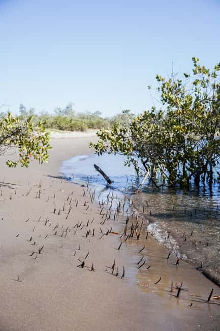 Sea Kayak Tour - Mangrove Safari - What’s Included & What’s Not