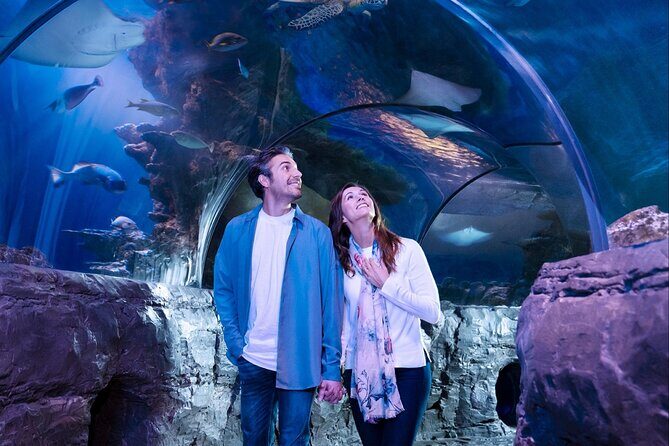 SEA LIFE Aquarium Grapevine Admission Ticket - A Closer Look at the Experience