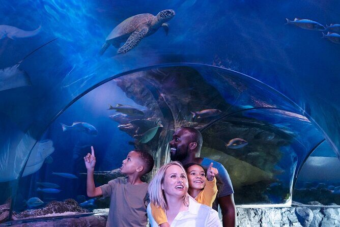 SEA LIFE Aquarium Minnesota Admission Ticket at Mall of America - An In-Depth Look at What You Can Expect