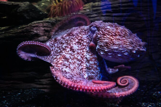 SEA LIFE Birmingham Admission Ticket - Downsides and Considerations
