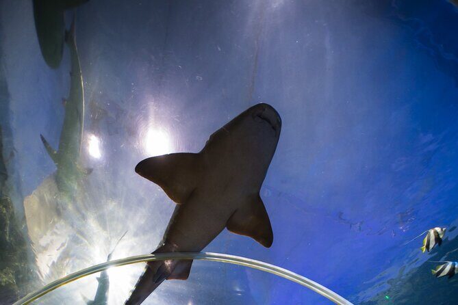 SEA LIFE Birmingham Admission Ticket - Who Is This Tour Best For?