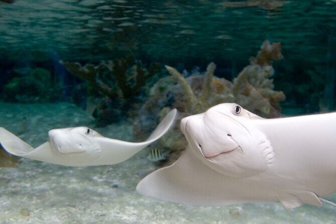 Sea Life Charlotte Concord Aquarium Admission Ticket - Frequently Asked Questions