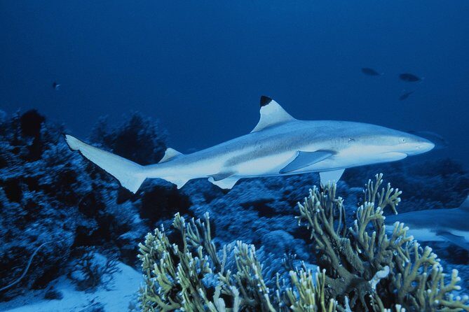 SEA LIFE Great Yarmouth General Admission - Who Should Consider This Tour?