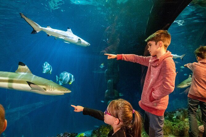 SEA LIFE Hannover Ticket - What’s in Store at SEA LIFE Hannover?