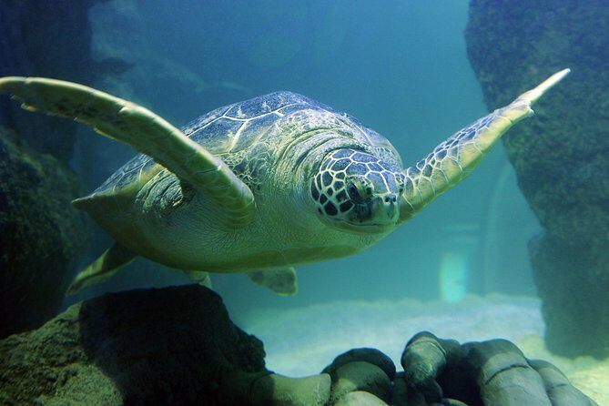 SEA LIFE Kansas City Aquarium Admission Ticket - Final Thoughts