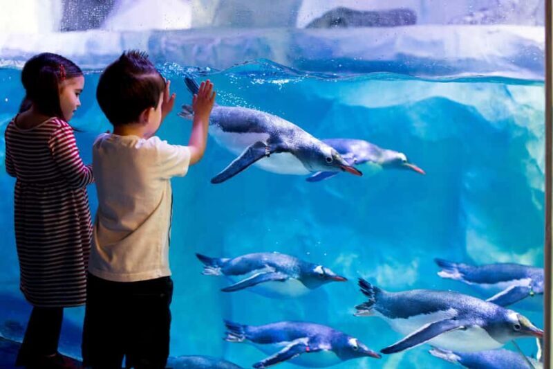Sea Life Kelly Tarlton's Aquarium General Admission - The Authentic Voice of Visitors