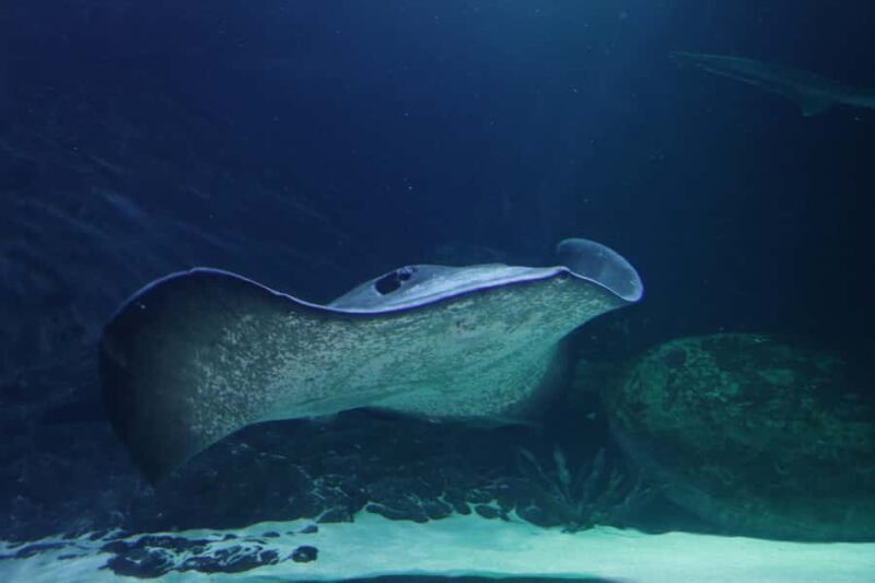 Sea Life Kelly Tarlton's Aquarium General Admission - Who Should Visit Kelly Tarltons?