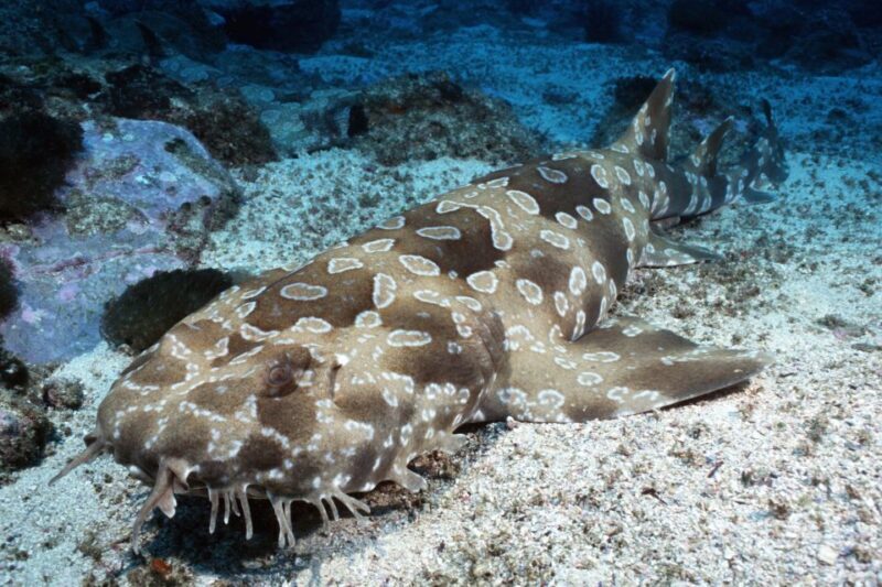 Sea Life Kelly Tarlton's Aquarium General Admission - The Sum Up