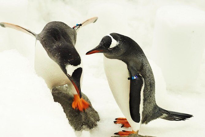 SEA LIFE Melbourne Aquarium Admission Ticket - Final Thoughts