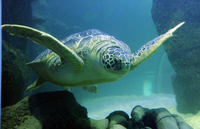 SEA LIFE San Antonio Admission Ticket - Final Thoughts: Is It Worth It?