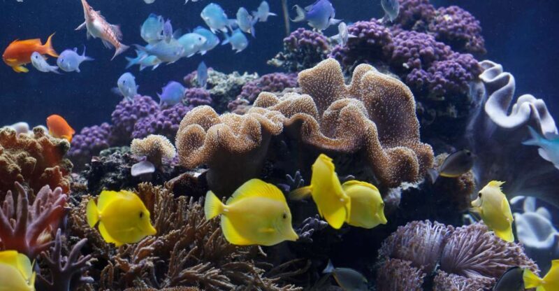 Sea Life Speyer Ticket - Setting the Scene: What You Can Expect at Sea Life Speyer