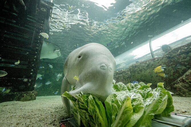 SEA LIFE Sydney Aquarium Entrance Ticket - A Practical Look at the SEA LIFE Sydney Aquarium Entrance Ticket Experience