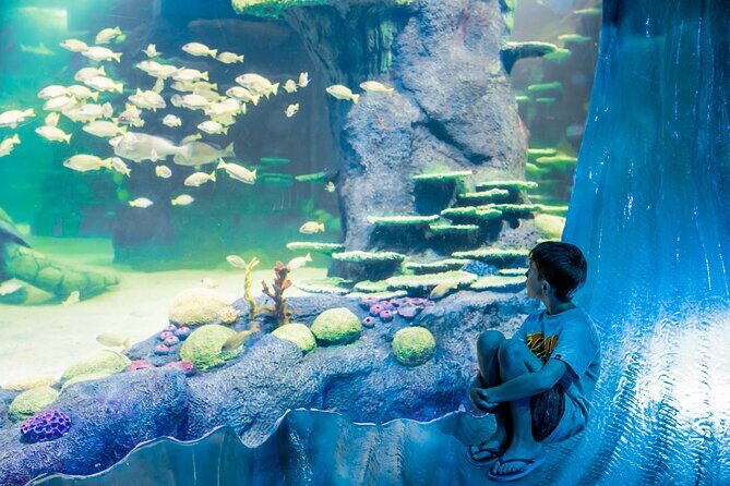 SEA LIFE Sydney Aquarium Entrance Ticket - Is It Worth It? The Value and Who Should Consider Visiting