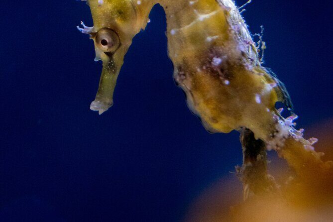 SEA LIFE Sydney Aquarium Entrance Ticket - FAQ