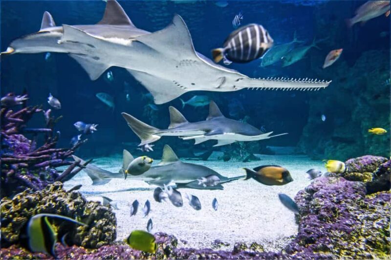 SEA LIFE Sydney Aquarium Entry Ticket - What to Expect from Your Visit