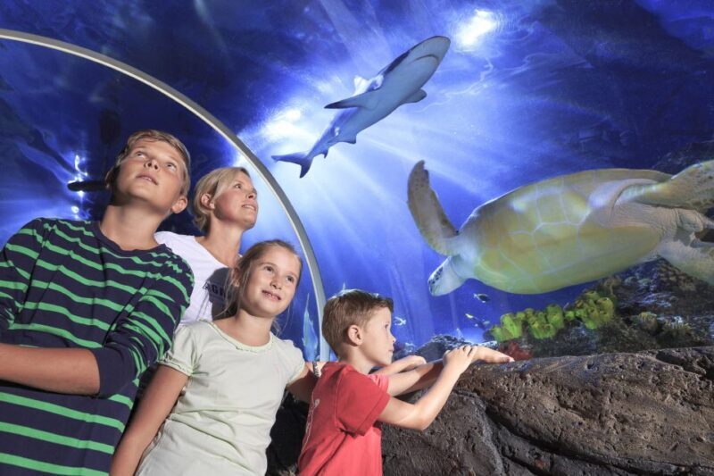 SEA LIFE Timmendorfer Strand Ticket - What to Expect at SEA LIFE Timmendorfer Strand