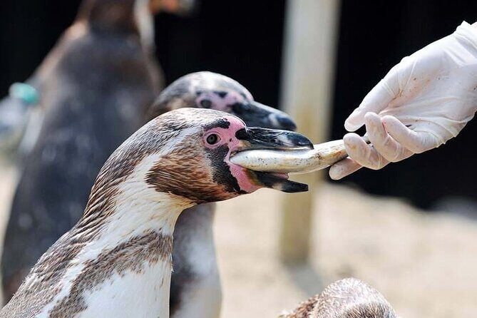 SEA LIFE Weymouth Admission Ticket - A Closer Look at the Experience