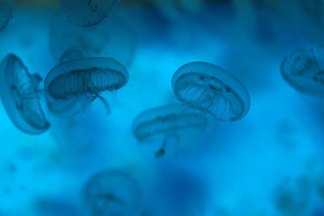 SEA LIFE Weymouth Admission Ticket - Who Should Consider This Tour?