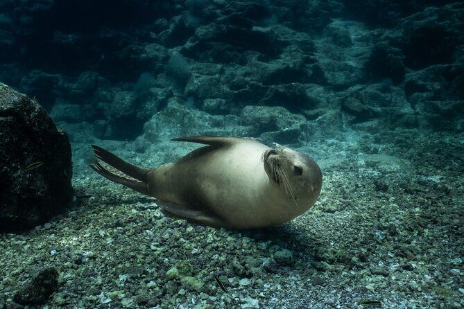 Sea Lion Snorkel Adventure at Espíritu Santo Island - What Is This Tour Really About?