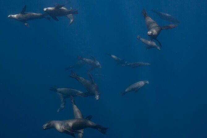 Sea Lion Snorkel Adventure at Espíritu Santo Island - What’s Included and What To Consider