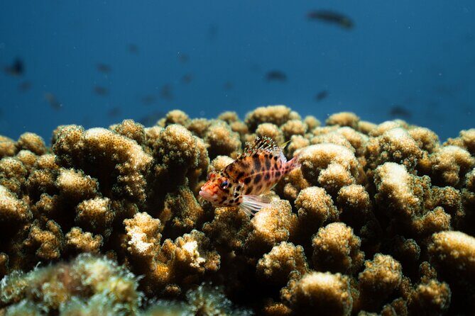 Sea Lion Snorkel Adventure at Espíritu Santo Island - Who Will Love This Tour?