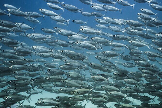 Sea Lion Snorkel Adventure at Espíritu Santo Island - Frequently Asked Questions